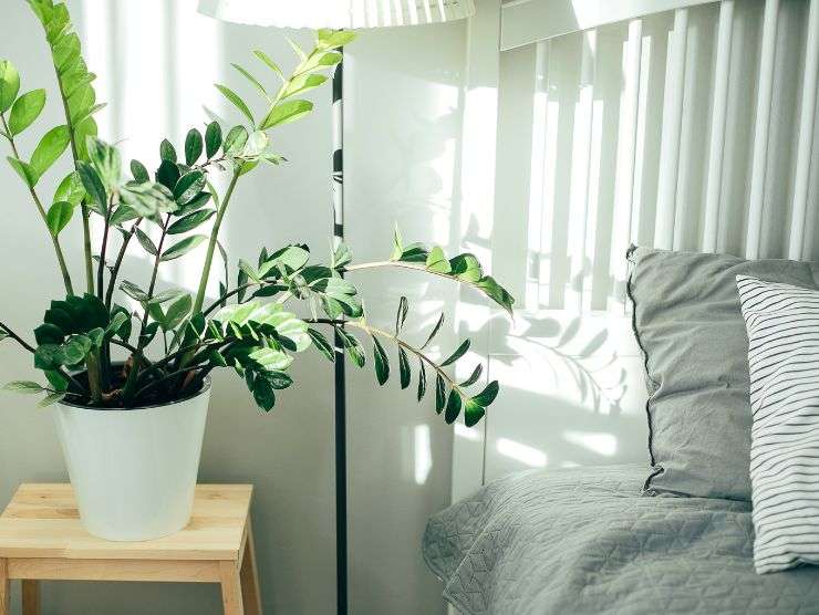 piante purezza aria casa