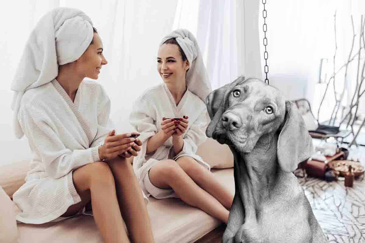 La spa per i cani